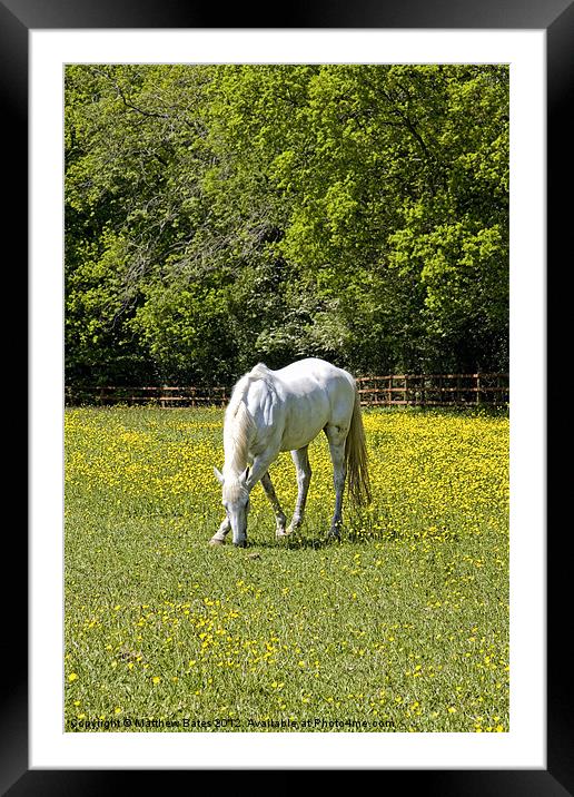 White Horse Framed Mounted Print by Matthew Bates