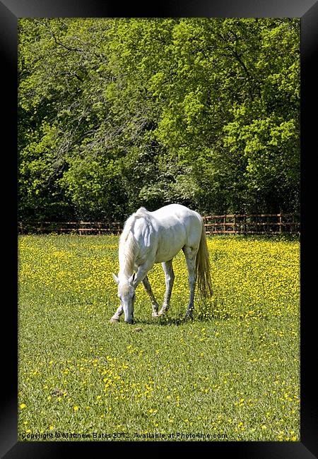 White Horse Framed Print by Matthew Bates