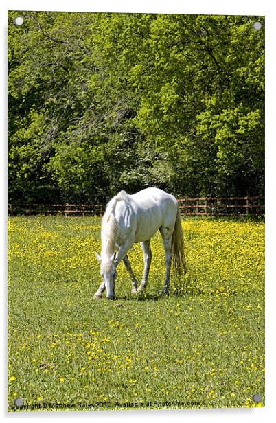 White Horse Acrylic by Matthew Bates