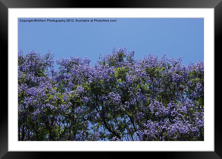 Purple touches 3 Framed Mounted Print by Alfani Photography