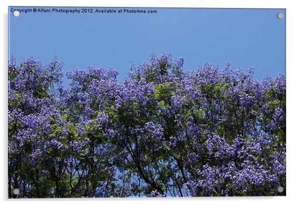 Purple touches 3 Acrylic by Alfani Photography