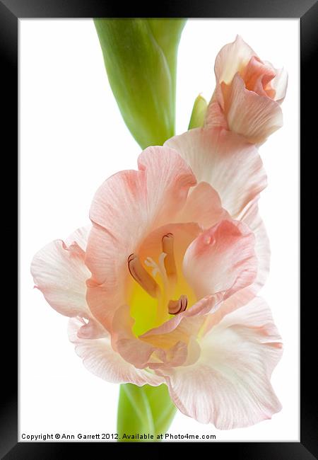 Peach Flushed Gladiolus Framed Print by Ann Garrett