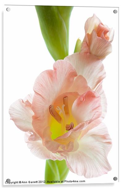 Peach Flushed Gladiolus Acrylic by Ann Garrett