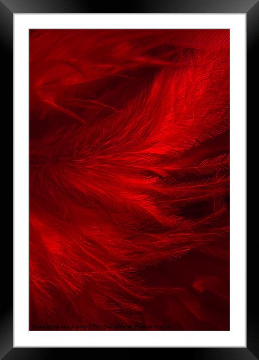 Red Feathers - 1 Framed Mounted Print by Ann Garrett