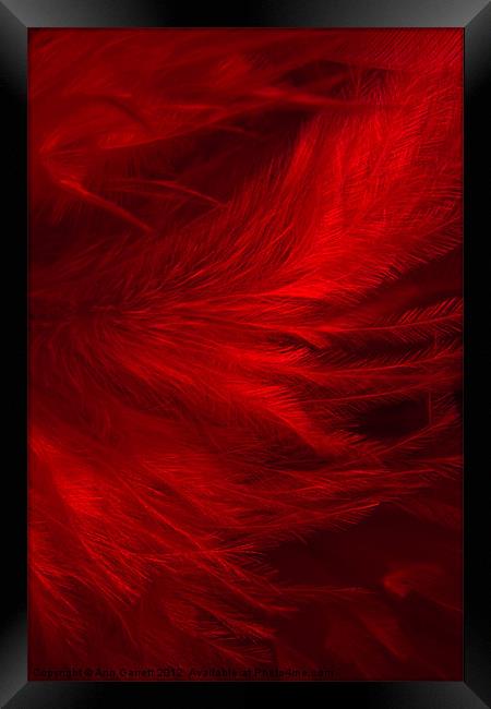 Red Feathers - 1 Framed Print by Ann Garrett