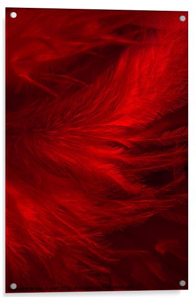 Red Feathers - 1 Acrylic by Ann Garrett