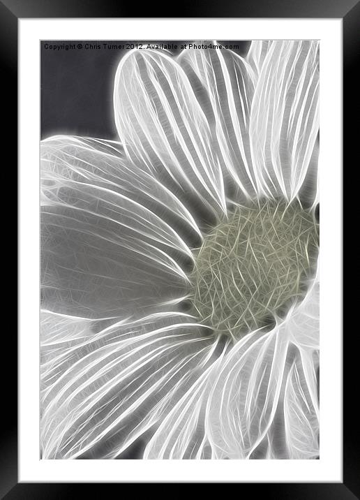 Daisy - Chrysanthemum - Fractalius Framed Mounted Print by Chris Turner