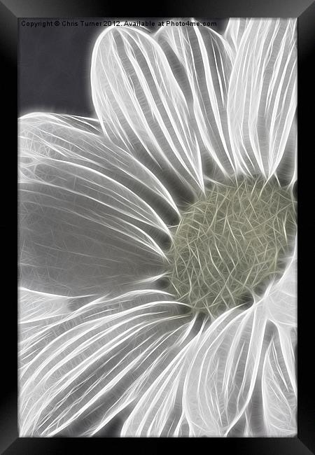 Daisy - Chrysanthemum - Fractalius Framed Print by Chris Turner
