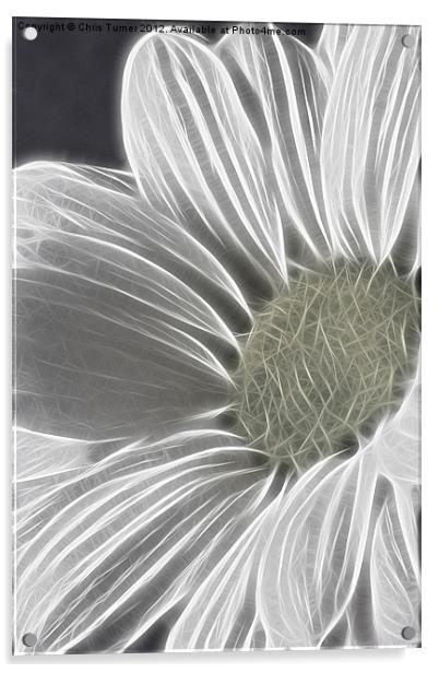 Daisy - Chrysanthemum - Fractalius Acrylic by Chris Turner