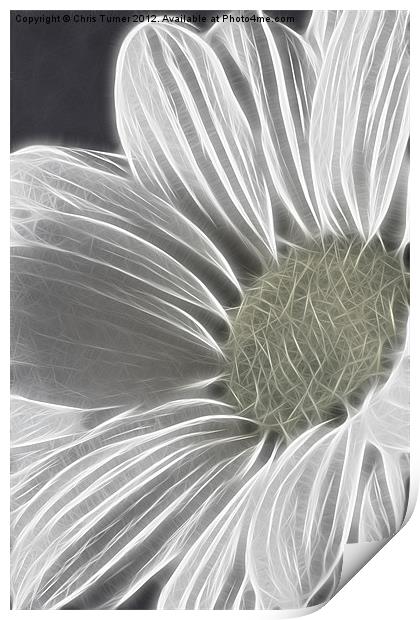 Daisy - Chrysanthemum - Fractalius Print by Chris Turner