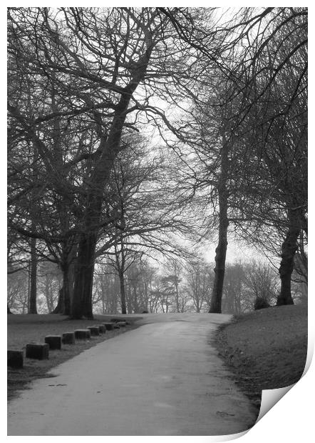 A Tree lined Path. Print by Becky Dix