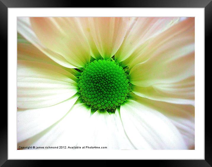 Green Eyed Daisy Framed Mounted Print by james richmond