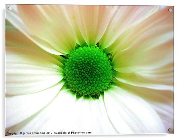 Green Eyed Daisy Acrylic by james richmond