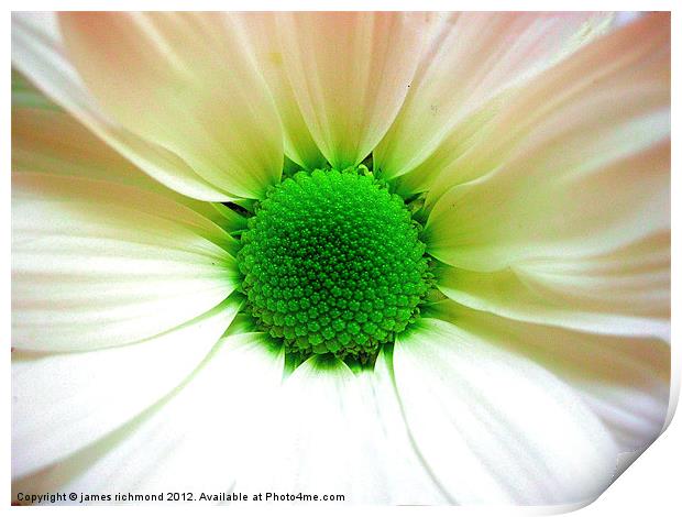 Green Eyed Daisy Print by james richmond
