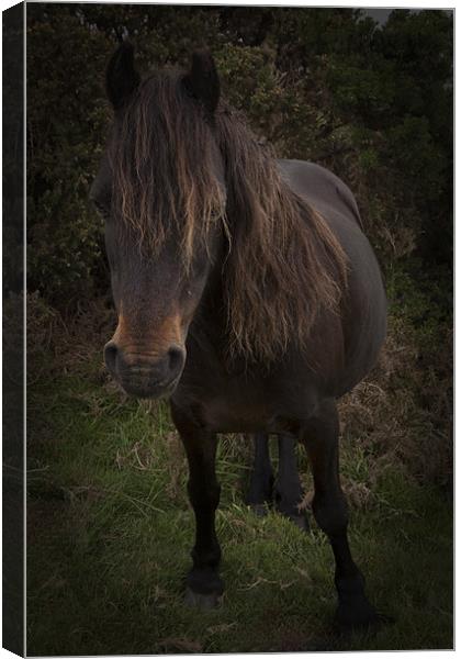 Dartmoor Pony Canvas Print by Dean Messenger