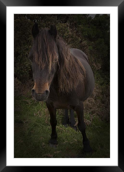 Dartmoor Pony Framed Mounted Print by Dean Messenger