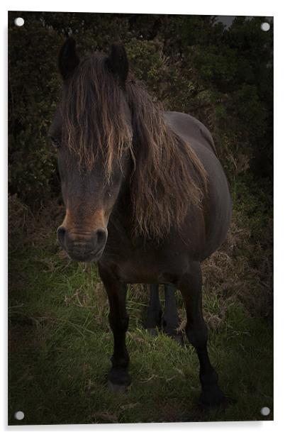 Dartmoor Pony Acrylic by Dean Messenger