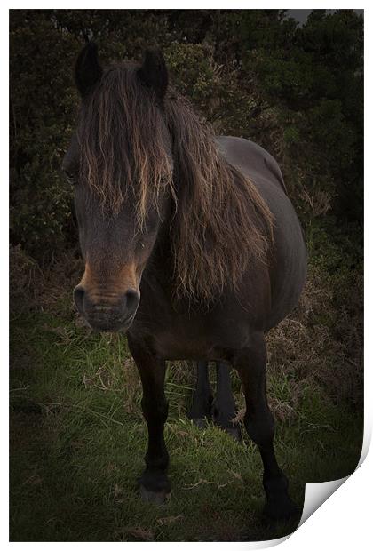 Dartmoor Pony Print by Dean Messenger