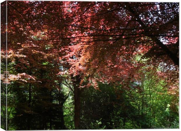 Colourful Beeches Canvas Print by Heather Goodwin