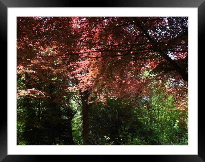Colourful Beeches Framed Mounted Print by Heather Goodwin