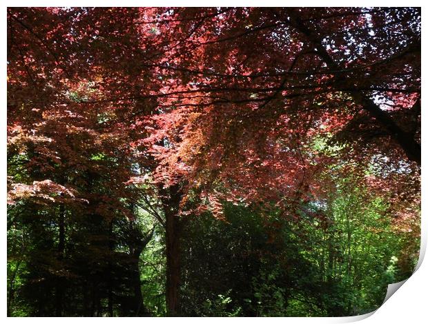 Colourful Beeches Print by Heather Goodwin