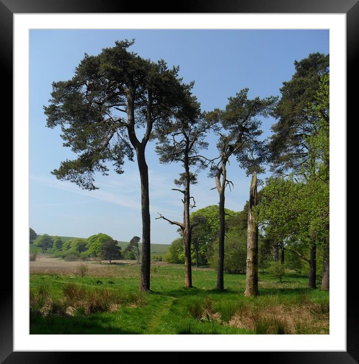 The Pine Sentinels. Framed Mounted Print by Heather Goodwin