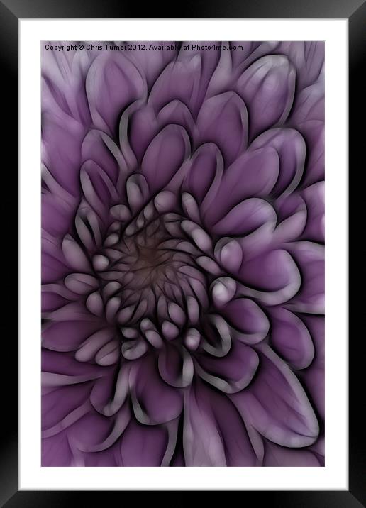 Chrysanthemum pink lilac - Fractalius Framed Mounted Print by Chris Turner