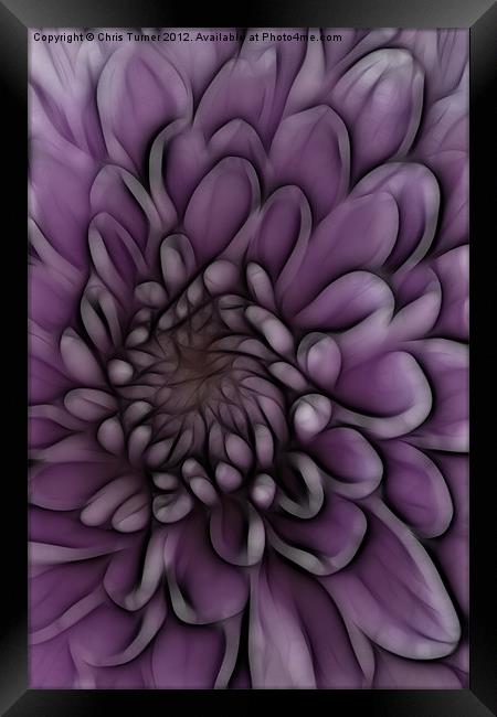 Chrysanthemum pink lilac - Fractalius Framed Print by Chris Turner