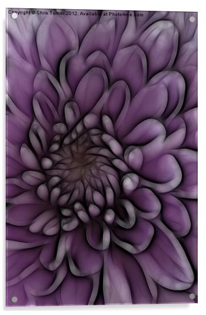 Chrysanthemum pink lilac - Fractalius Acrylic by Chris Turner