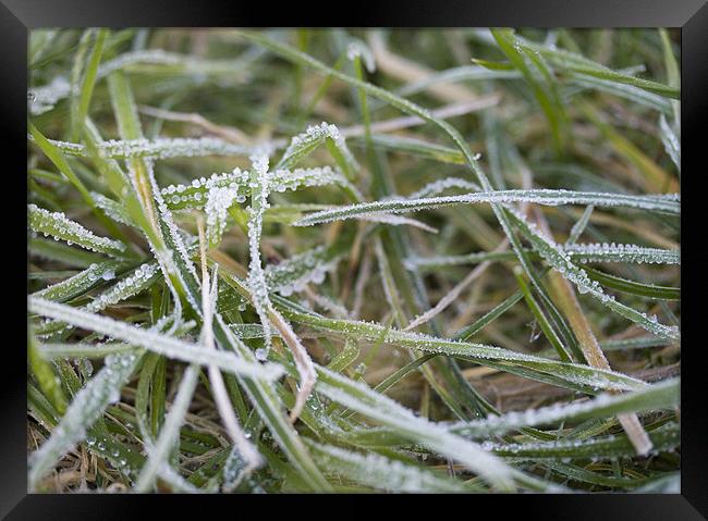 Frosty grass Framed Print by J Lloyd