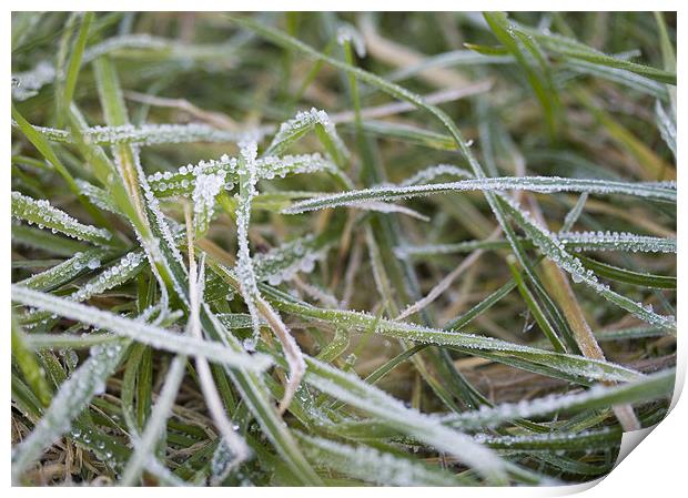 Frosty grass Print by J Lloyd