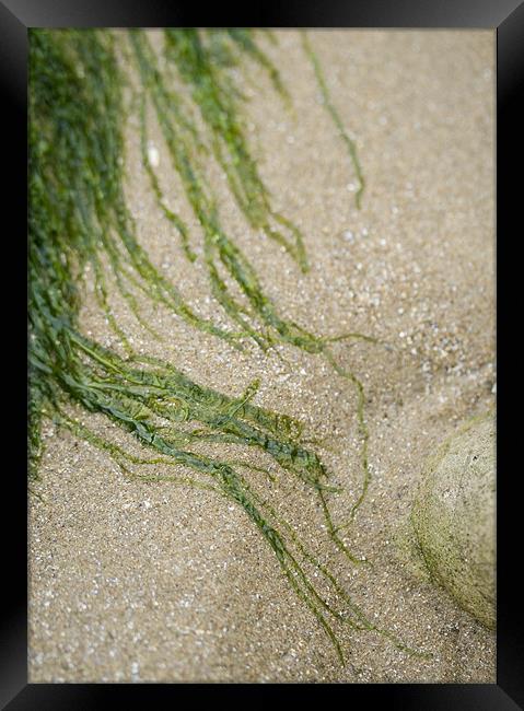 Strands of seaweed on the sand Framed Print by J Lloyd