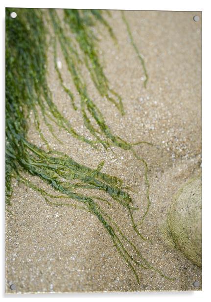 Strands of seaweed on the sand Acrylic by J Lloyd