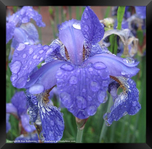 Iris in the rain Framed Print by Sue Bottomley
