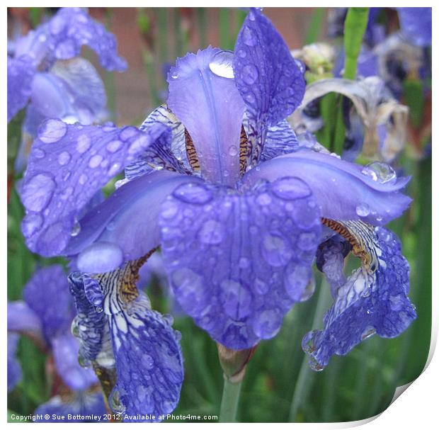 Iris in the rain Print by Sue Bottomley