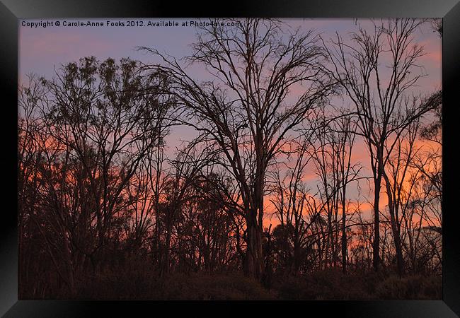 River Murray Trees at Sunset Framed Print by Carole-Anne Fooks