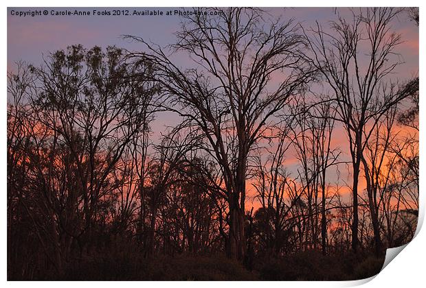 River Murray Trees at Sunset Print by Carole-Anne Fooks
