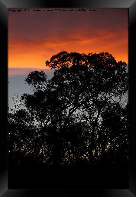 River Murray Trees at Sunset Framed Print by Carole-Anne Fooks