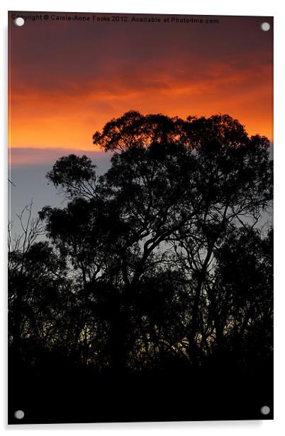 River Murray Trees at Sunset Acrylic by Carole-Anne Fooks