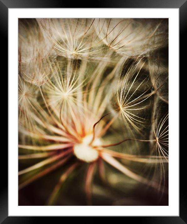 Dandelion Seeds Framed Mounted Print by Rachel Webb