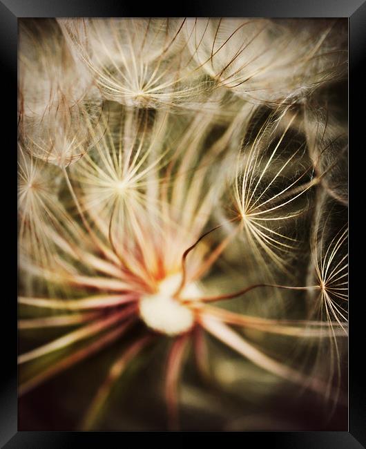 Dandelion Seeds Framed Print by Rachel Webb