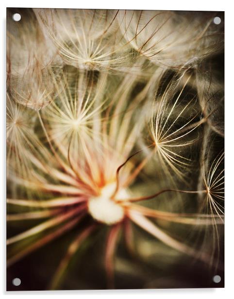 Dandelion Seeds Acrylic by Rachel Webb