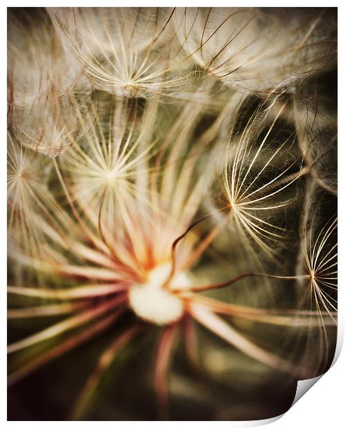 Dandelion Seeds Print by Rachel Webb