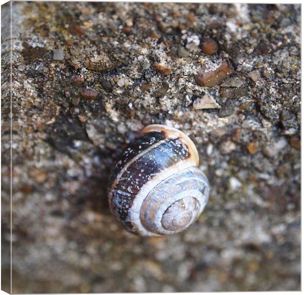 Snail on Stones Canvas Print by Heidi Cameron