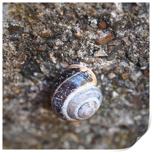 Snail on Stones Print by Heidi Cameron