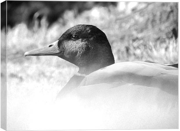 Satisfied Duck Canvas Print by Adrian        J Thompson
