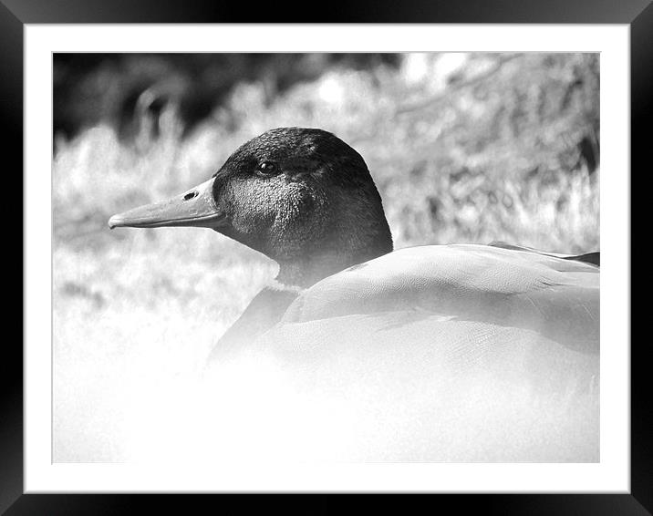 Satisfied Duck Framed Mounted Print by Adrian        J Thompson