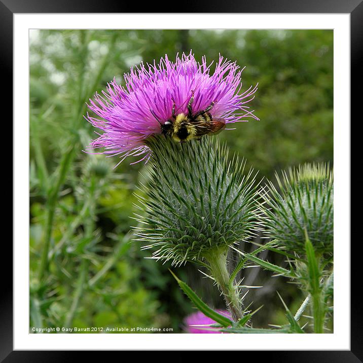 Proud To Bee Scots Framed Mounted Print by Gary Barratt