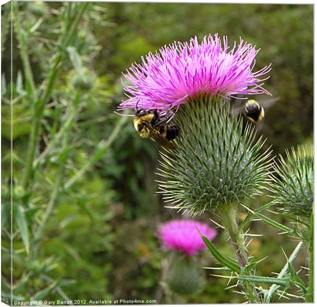 Great Two Bee Scots Canvas Print by Gary Barratt