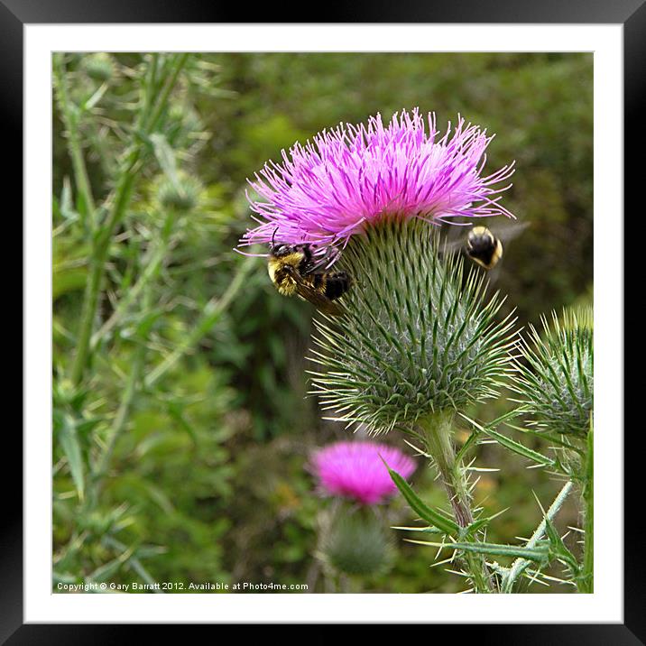 Great Two Bee Scots Framed Mounted Print by Gary Barratt